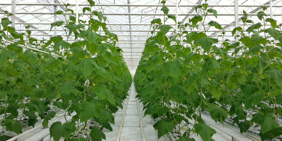 Moderner Salatgurkenanbau Gastefuhrer Gartenerlebnis Bayern