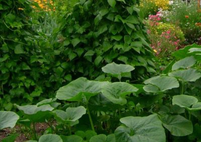 Mein schöner Bauerngarten