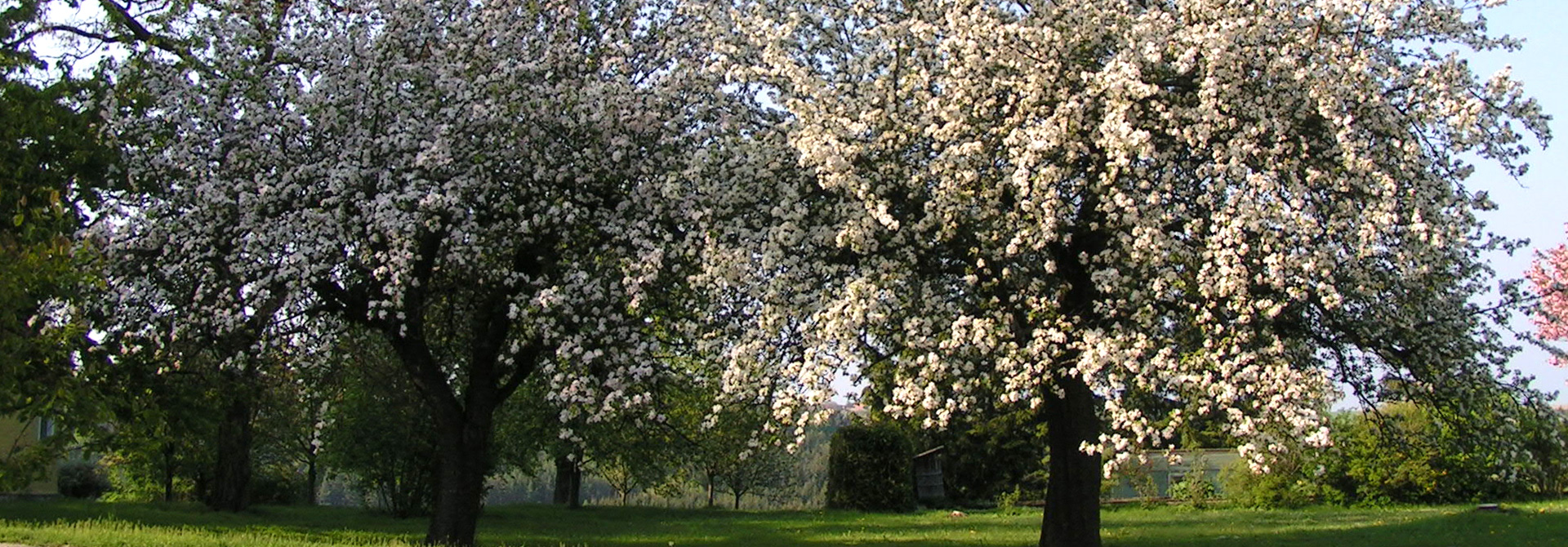 Gaestefuehrer-Gartenerlebnis-Bayern-Josef-Wittmann-Apfelbaeume