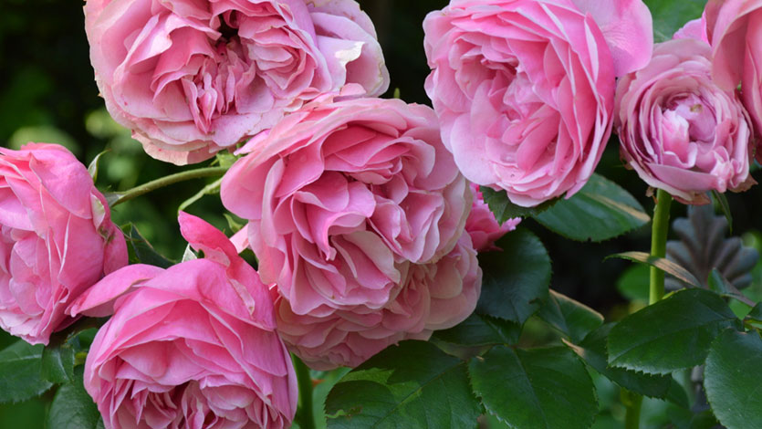 Höhepunkte im Gartenjahr in beiden Gärten sind im Mai die lila Blütenwogen und im Juni die Rosenblühte.