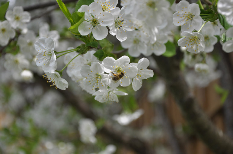 Gartenerlebnis-Bayern-Landgarten-Chiemgau-Maria-Wegener-oeffentliche-fuehrung-2