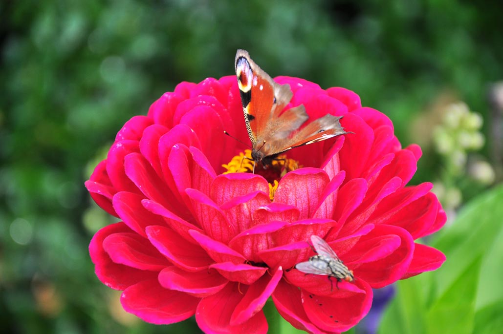 Gartenerlebnis-Bayern-Landgarten-Chiemgau-Maria-Wegener-oeffentliche-fuehrung