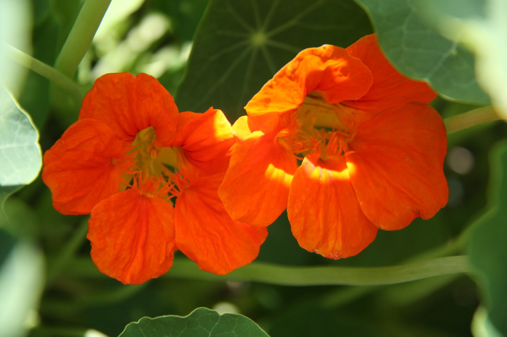 Gartenerlebnis-Bayern-Arzneipflanzengarten-Große-Kapuzinerkresse