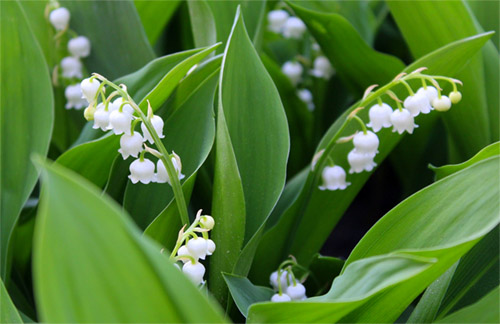 Gartenerlebnis-Bayern-Arzneipflanzengarten-Große-Maigloeckchen