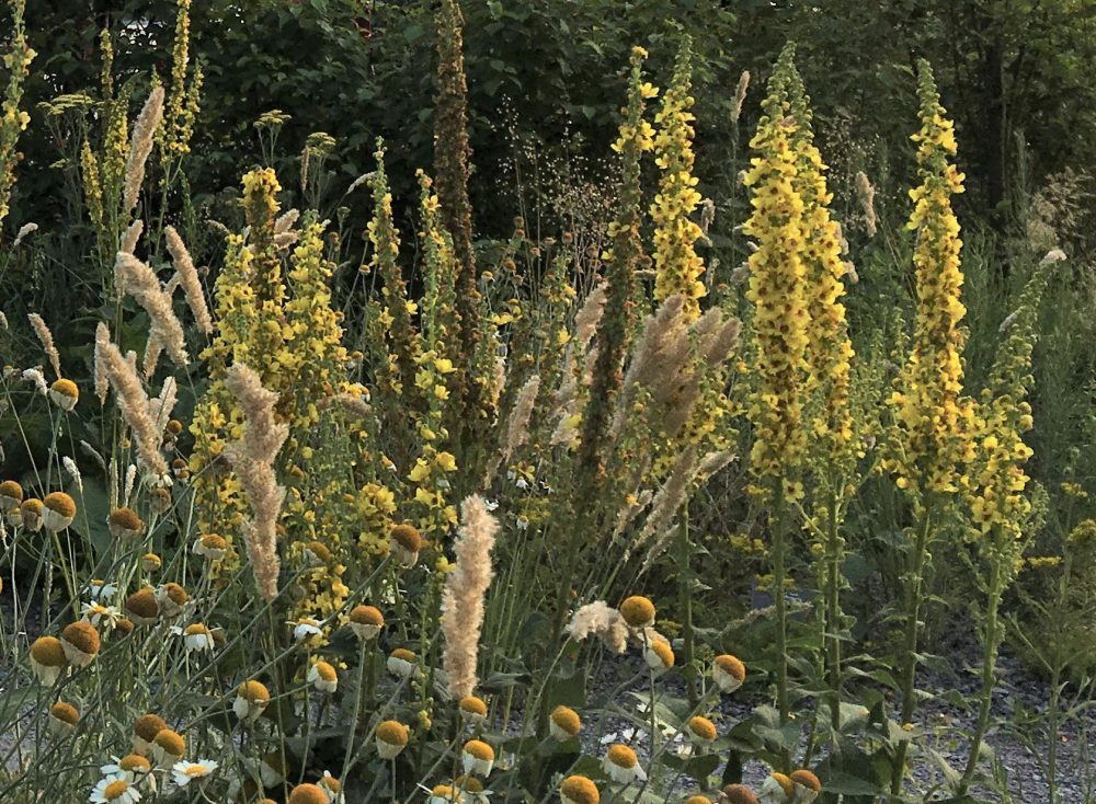 Gräsertanz und Blütenwogen im „Ewigen Garten“ in Erlabrunn