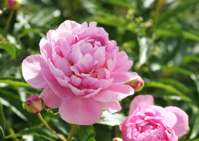 HORTUS ROMANTICUS